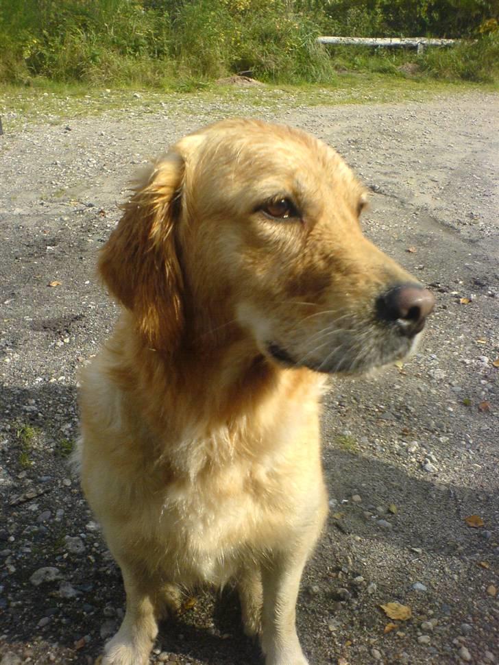 Golden retriever Queenie billede 6