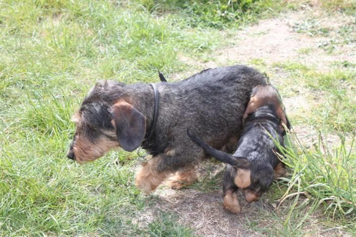 Gravhund Rufus billede 1