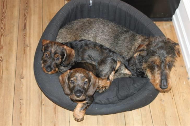 Gravhund Rufus billede 2