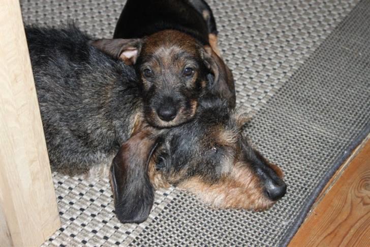 Gravhund Rufus billede 5