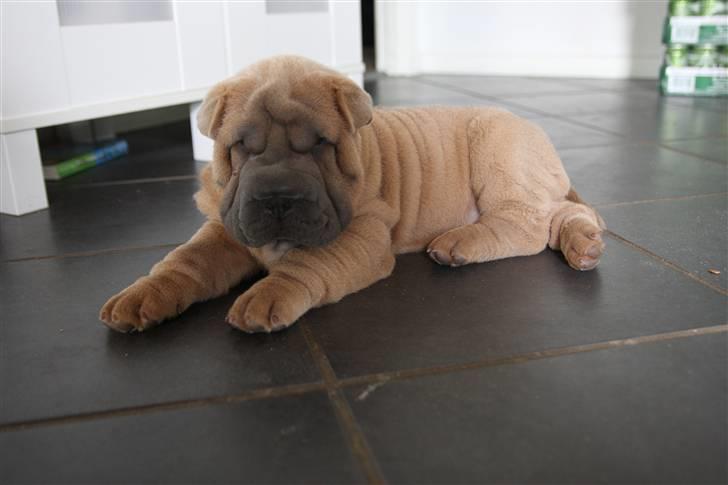 Shar pei Boris billede 3