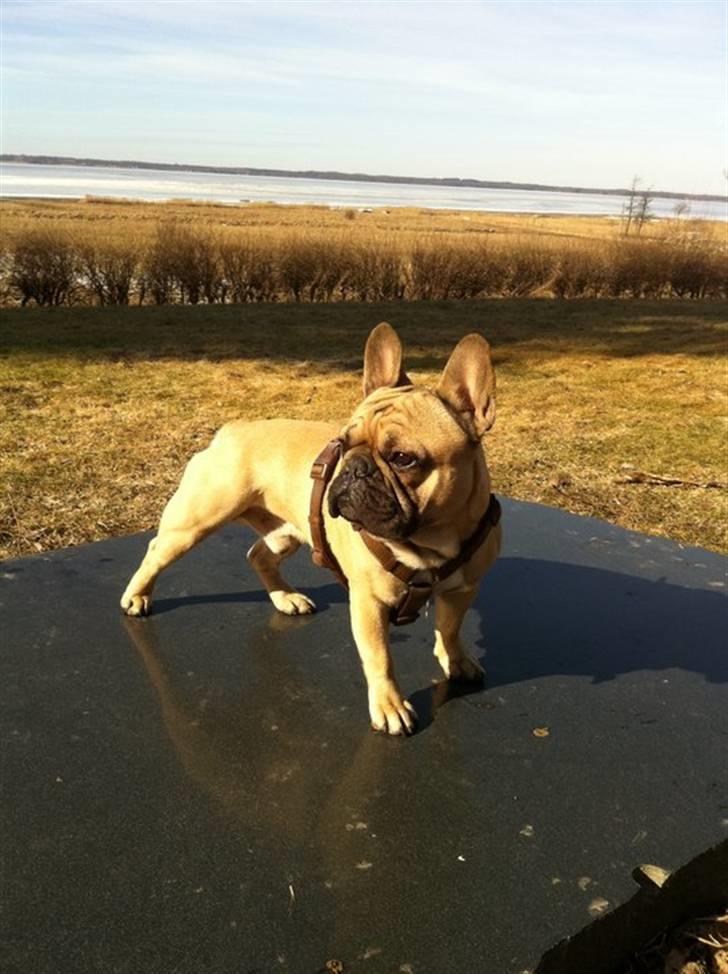 Fransk bulldog Valfers de Aslan (Joker) billede 16