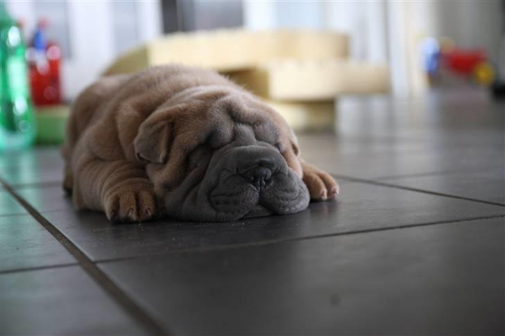 Shar pei Boris billede 4