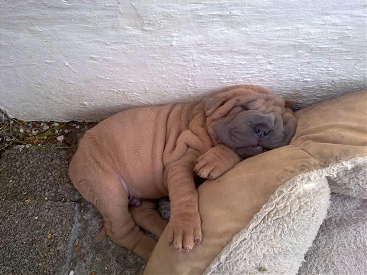 Shar pei Boris billede 5