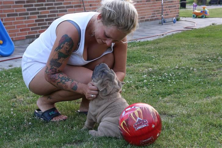 Shar pei Boris billede 6