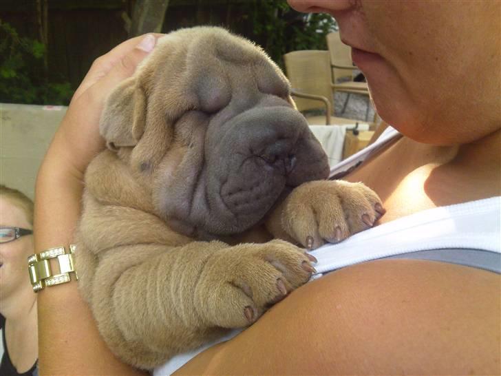 Shar pei Boris billede 7