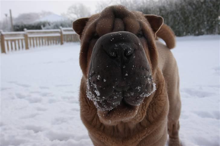 Shar pei Boris billede 8