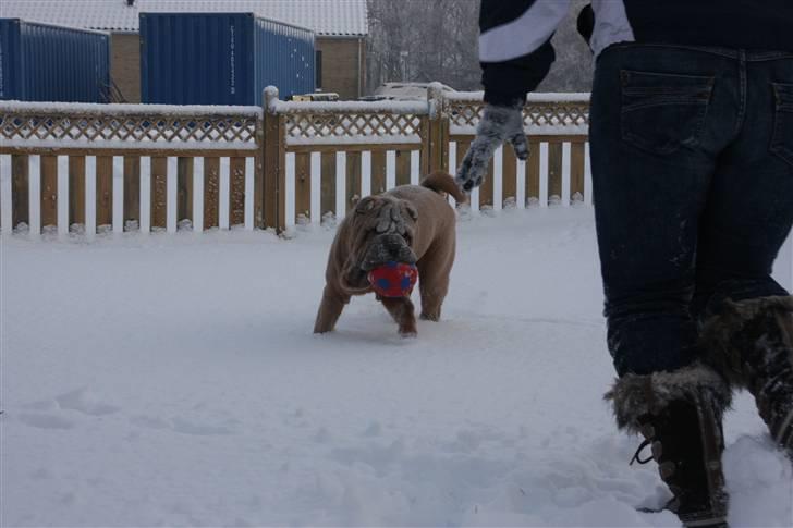 Shar pei Boris billede 9