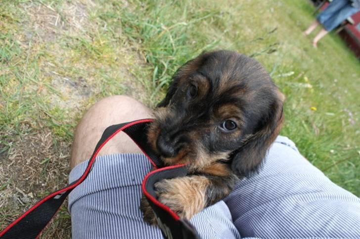 Gravhund Benzon billede 1