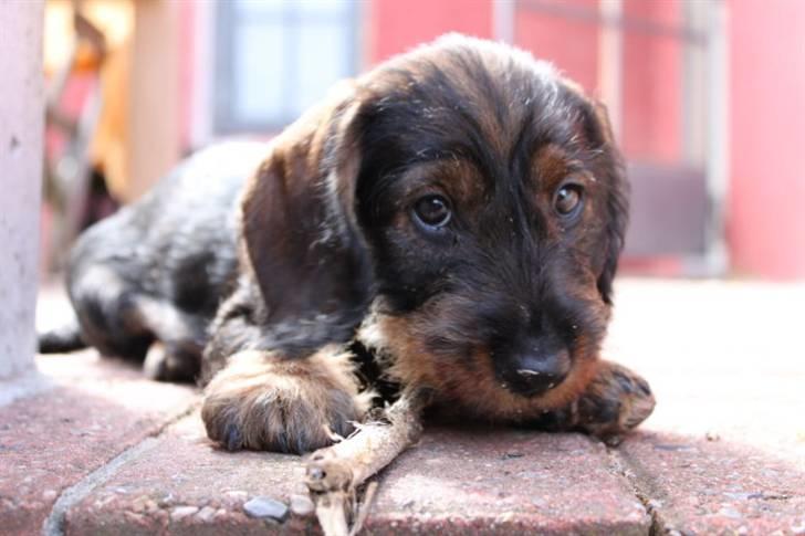 Gravhund Benzon billede 2