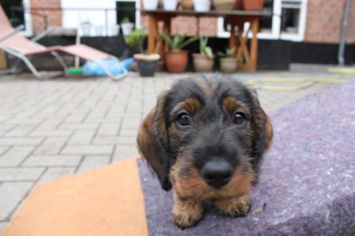 Gravhund Benzon billede 3