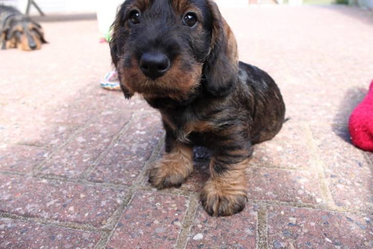 Gravhund Benzon billede 5