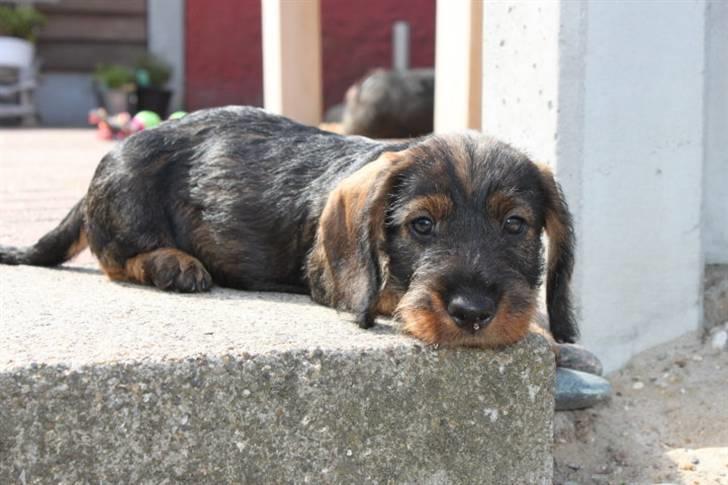 Gravhund Benzon billede 6