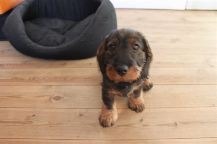 Gravhund Benzon billede 7