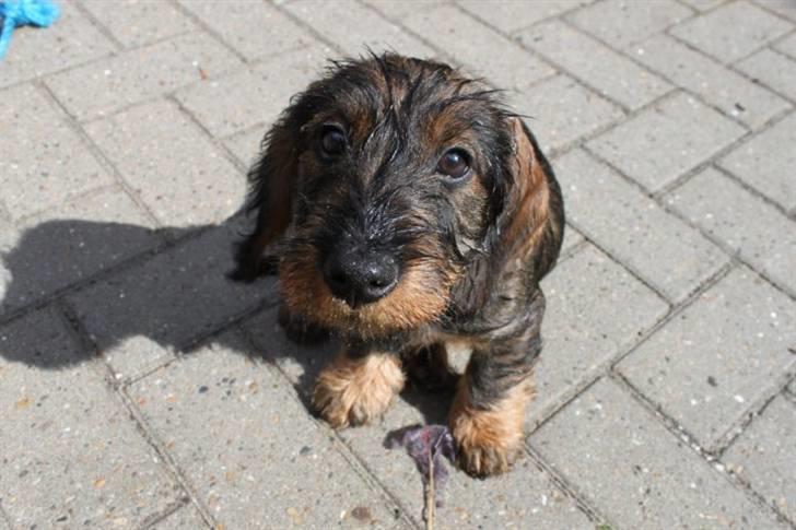 Gravhund Benzon billede 8