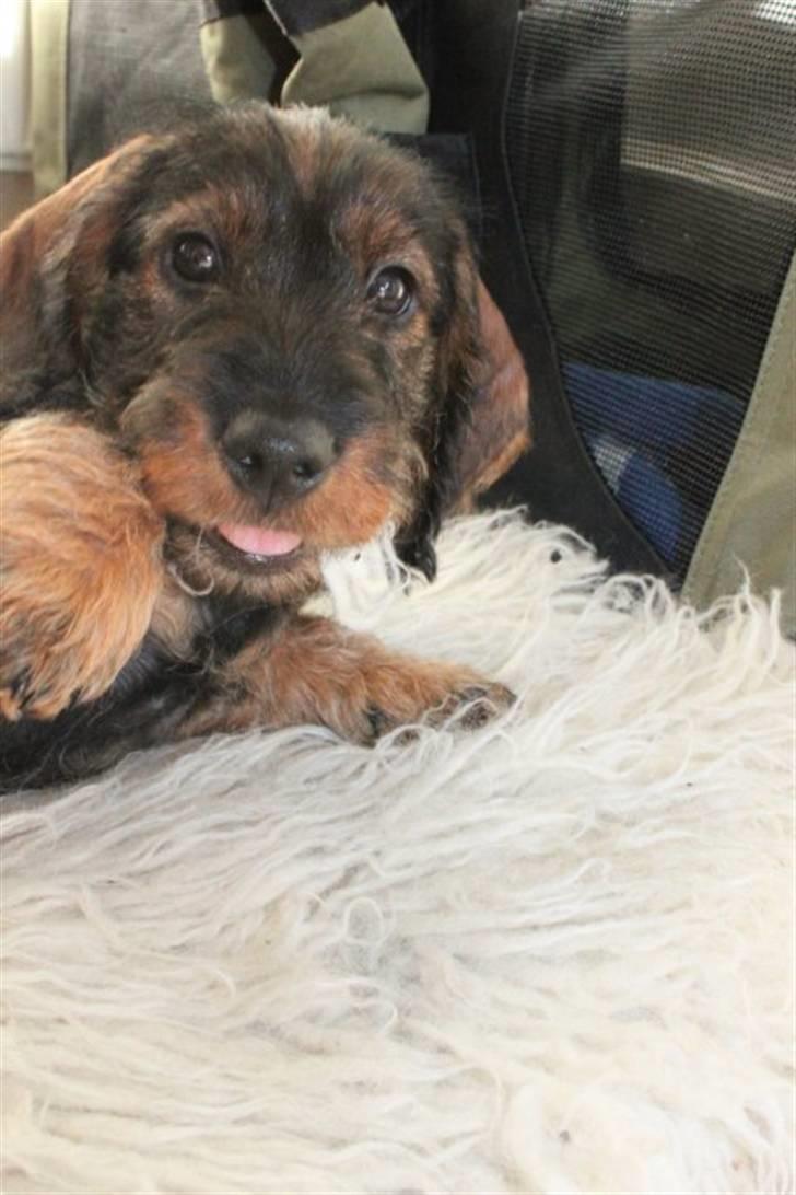 Gravhund Benzon billede 9