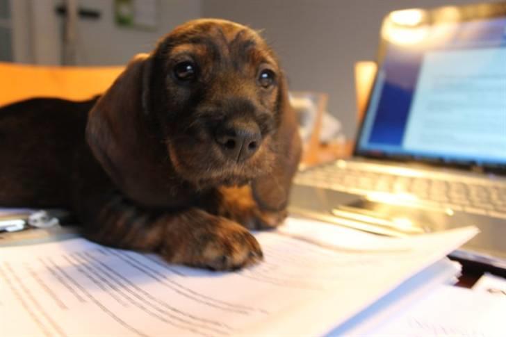 Gravhund Balder billede 1