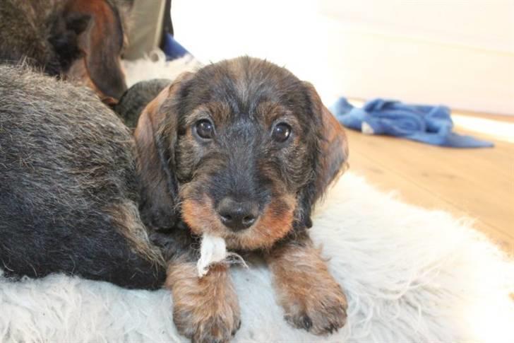 Gravhund Benzon billede 10