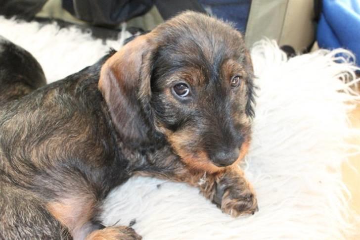 Gravhund Benzon billede 11