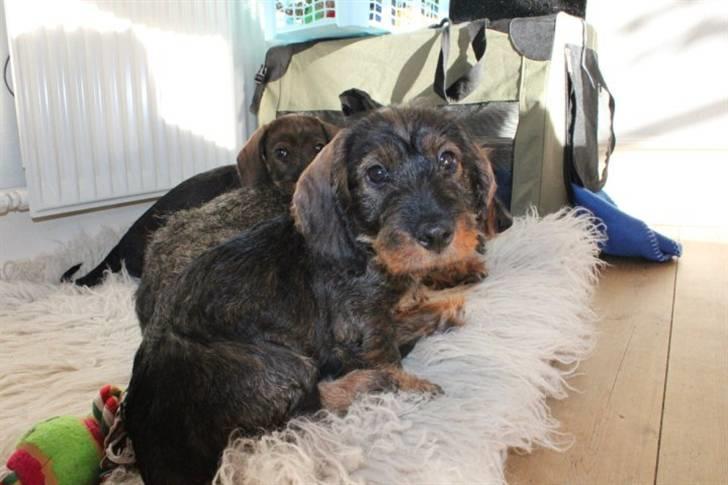 Gravhund Benzon billede 12