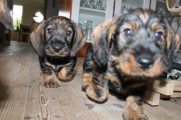 Gravhund Balder billede 2