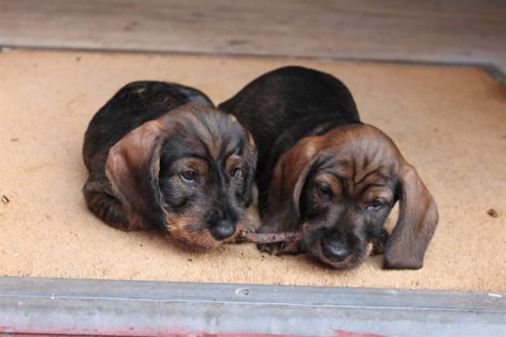 Gravhund Balder billede 3