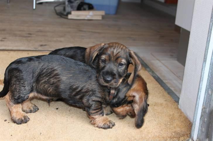 Gravhund Balder billede 4