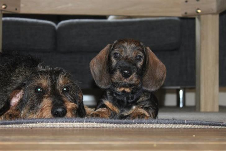 Gravhund Balder billede 5