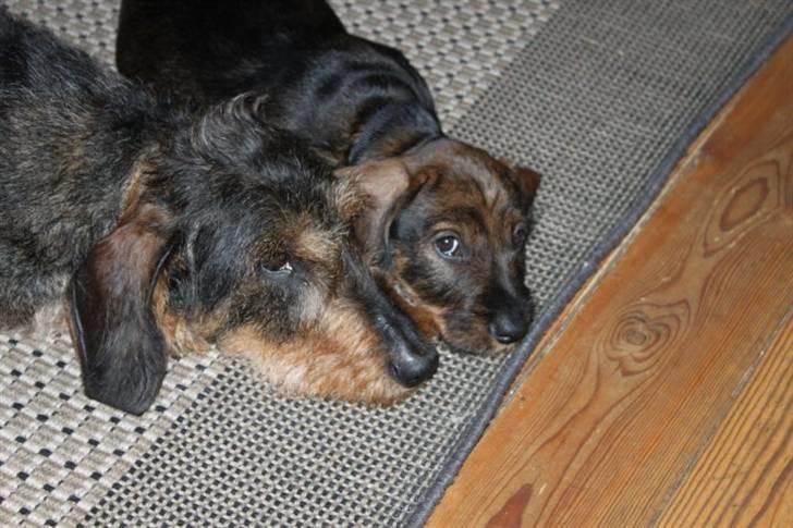 Gravhund Balder billede 6