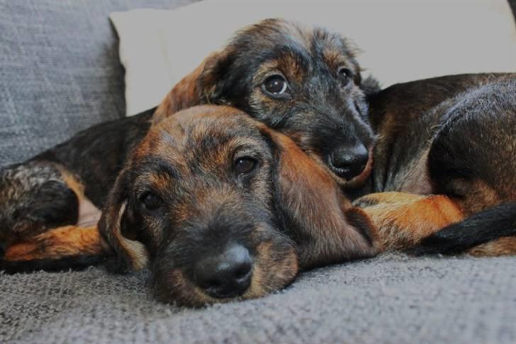 Gravhund Balder billede 8