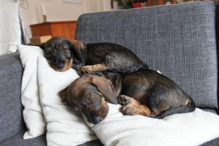 Gravhund Balder billede 9