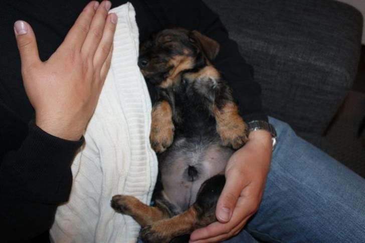 Gravhund Balder billede 10