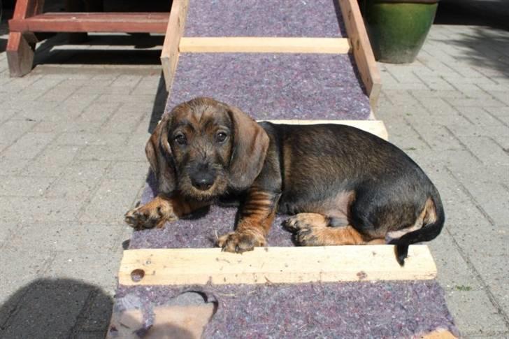 Gravhund Balder billede 11