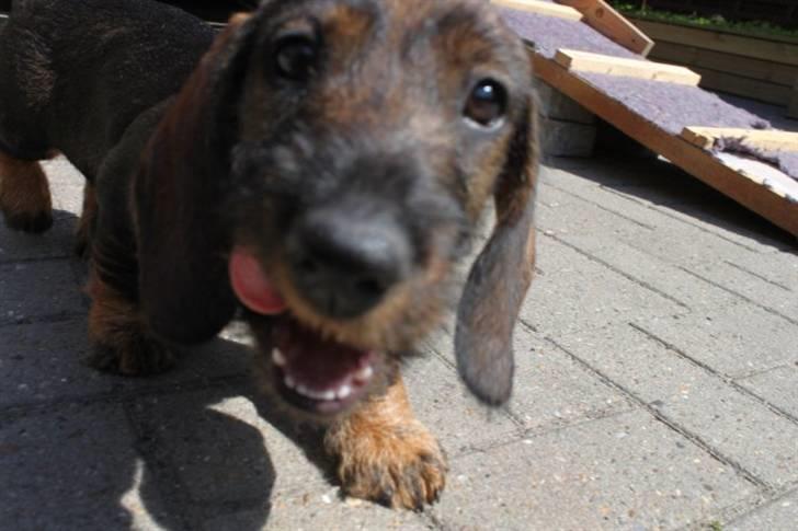 Gravhund Balder billede 12