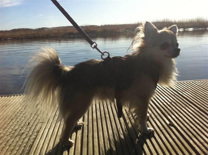 Chihuahua | Jacko - # Billede 18 billede 18