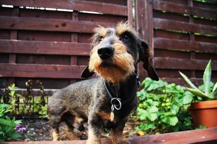 Gravhund Rufus billede 6