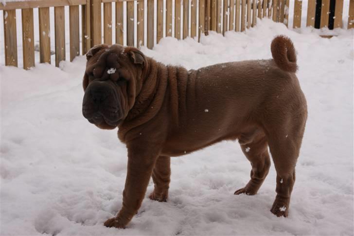 Shar pei Boris billede 10