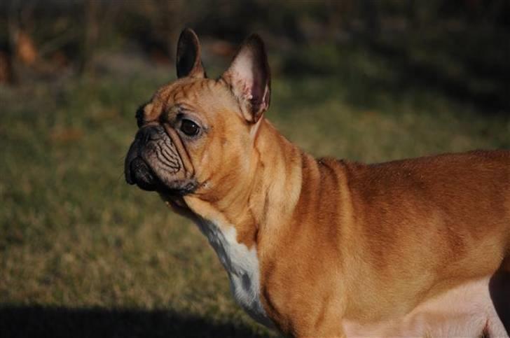 Fransk bulldog Mille billede 6