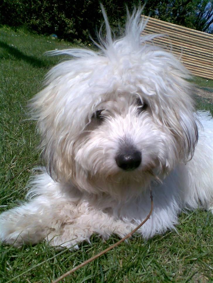 Coton de tulear Charlie billede 1
