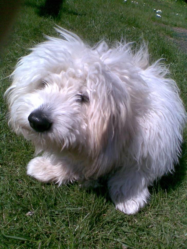 Coton de tulear Charlie billede 2