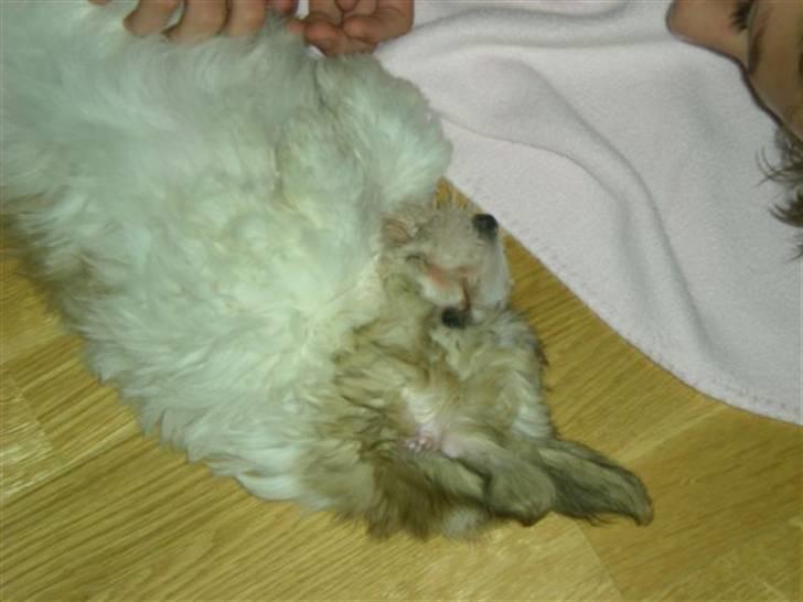 Coton de tulear Charlie billede 3