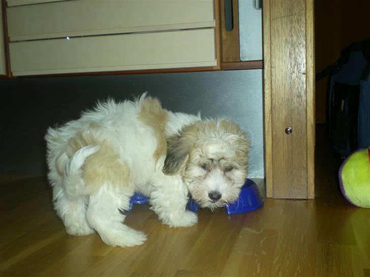 Coton de tulear Charlie billede 4
