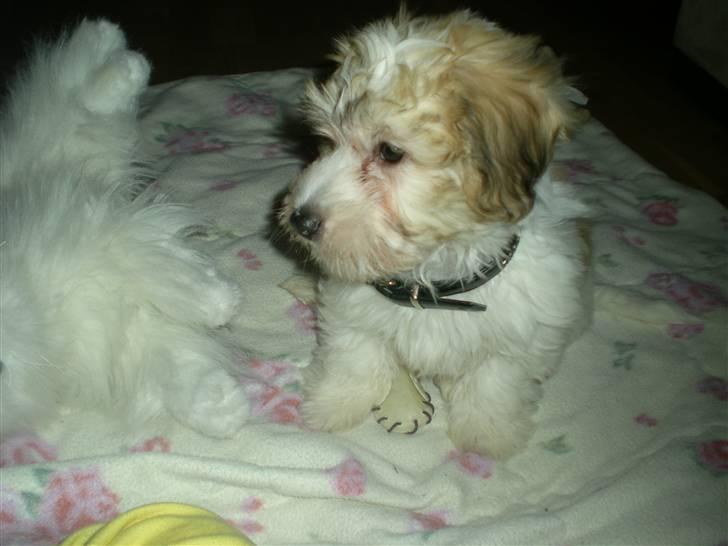 Coton de tulear Charlie billede 5