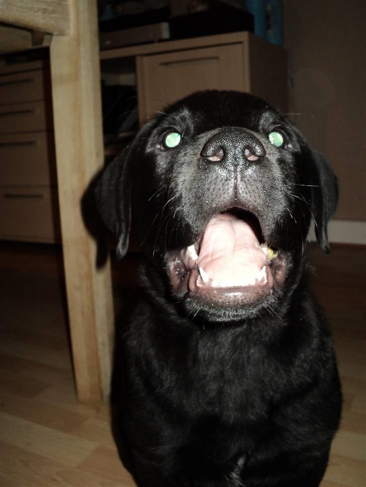 Blanding af racer Ziggi billede 16