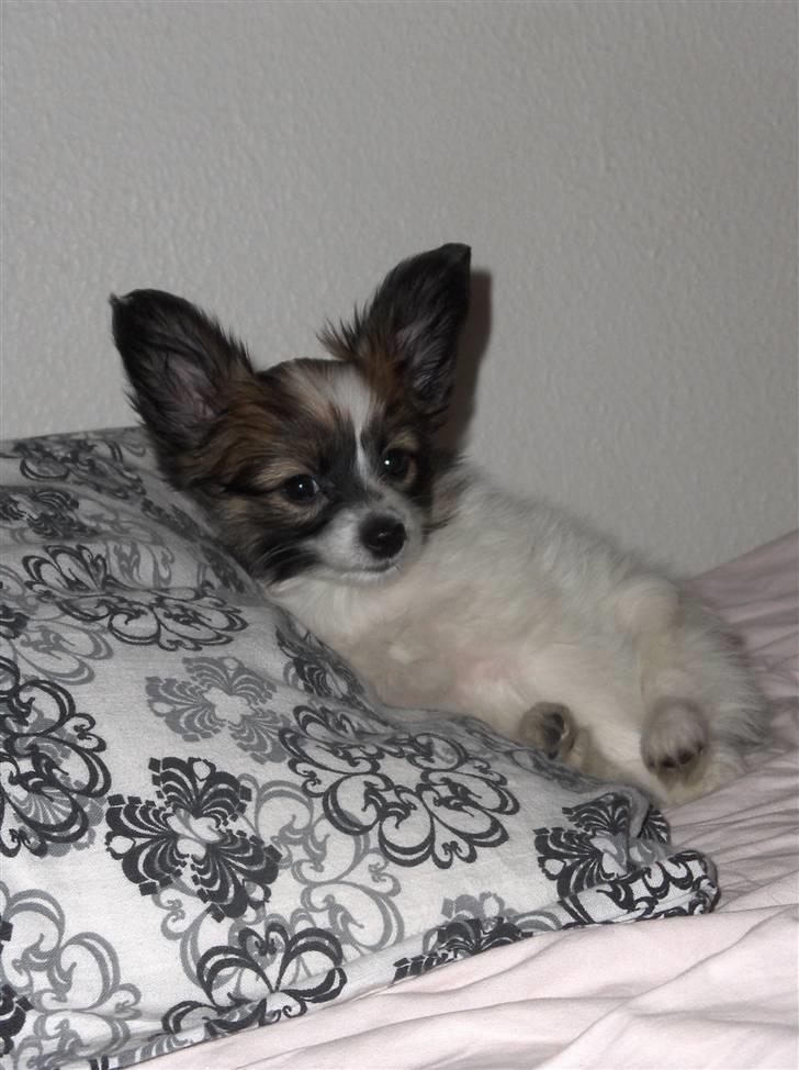 Papillon Mynte - Mynte der tager sig en slapper, og hendes forpoter er vidst forsvundet :P billede 9