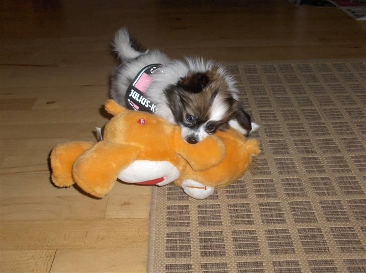 Papillon Mynte - Mynte nedlægger en stakkels Care bear billede 10