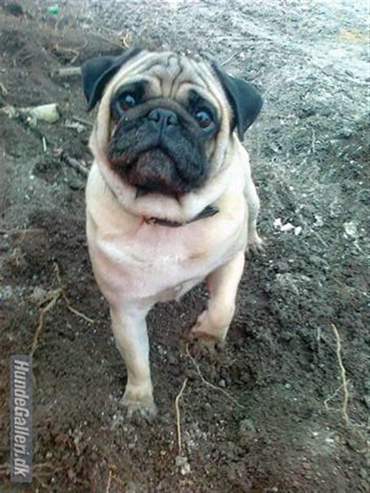 Mops kivi´s svante - med far på arbejde billede 5