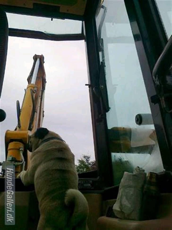 Mops kivi´s svante - Med far på arbejde, tjekker om de graver ordenligt. billede 6