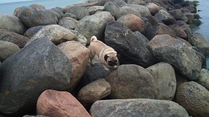 Mops kivi´s svante - bjerg bestiger billede 7