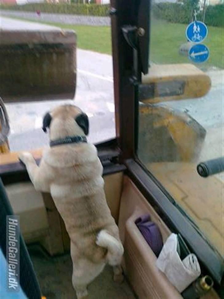 Mops kivi´s svante - Med far på arbejde, tjekker om de graver ordenligt. billede 8